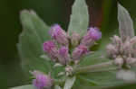 Rosy camphorweed